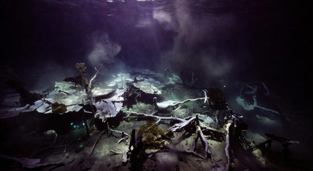 The Great Barrier Reef Cover-Up: The Hidden Crisis